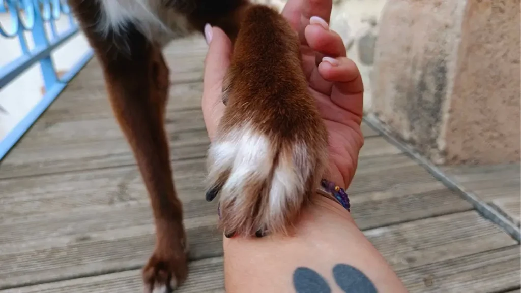 communication animale